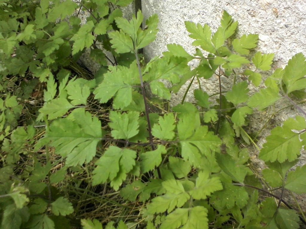 CICUTA????